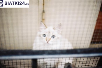 Siatki Piekary Śląskie - Zabezpieczenie balkonu siatką - Kocia siatka - bezpieczny kot dla terenów Piekar Śląskich